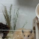 골든햄스터분양 탬펫 강남점 이미지