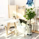 새늘농원 | 대구 대명동 개업화분 추천, 24시간 꽃집 새늘가드닝