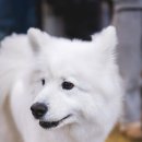 행복하개키울고양 이미지