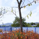 면천가축인공수정소 | 당진 면천읍성안 그 미술관....날 좋은 가을날 그곳에 가면....(면천가든,팝콘카페)