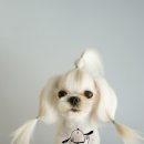 리즈애견미용 이미지