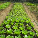 연우농장 이미지