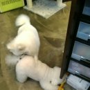 앨리스동물병원 이미지