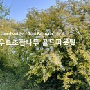 골드파운틴
