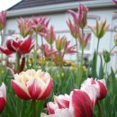 연수꽃식물원 이미지