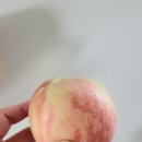 맛나과일 이미지