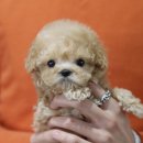 A. DOG(어독) 이미지