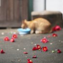 동백식당 이미지