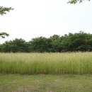 을숙도 생태공원 이미지