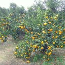 수아네 농장 이미지