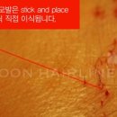 벨루스 헤어 이미지