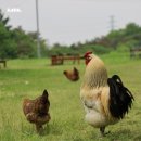 오팔농장 이미지