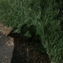 백악관성인나이트 이미지