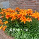 대학로 가볼만한곳 낙산 공원 가는길, 룰루루풍선&파티, 그리고 댕로 마로니에 털찐자까 방문후기