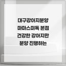 대구강아지분양 마마스미독 본점 | 대구강아지분양 마마스미독 본점 건강한 강아지만 분양 진행하는