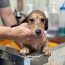 TIARA PET(티아라 펫) | (대길♥티아라 자견) 장모 닥스훈트 분양 [부견 모견 아이 성장과정 有]닥스훈트 장모분양/ 크림장모...