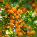 살구나무한의원 이미지