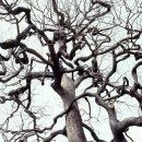 영풍 병산리 갈참나무 이미지