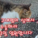 왕방울이 죽었습니다 이미지