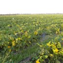 현규농장 이미지