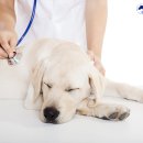 우리아이동물메디컬센터 이미지