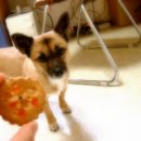 허니비스킷 이미지