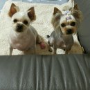 코코루이 이미지
