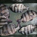 용인실내바다낚시터 이미지