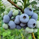 비봉슈퍼 이미지