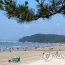 춘장대 해수욕장 연합뉴스