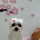 그루밍 버블리 이미지