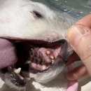 진행성 구강 말초신경초종양(PNST)에 대한 정밀 방사선치료(DRT) 및 Toceranib 병용 치료 증례