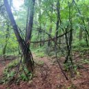 밤곶이 놀자 숲놀이터 이미지