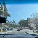 임자도 | 2026 신안 튤립축제 실시간 현황 임자도 방문후기 (개화상태,입장료,꿀팁)