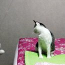 토끼사냥 이미지