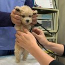 조 동물병원 이미지