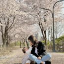 철쭉공원-도장공원 사이 횡단보도(철쭉공원쪽) | 수원 벚꽃명소 신동카페거리 신동수변공원 실시간 만개