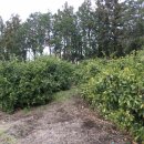 남원읍-84 이미지