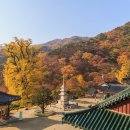 용문사 티스토리