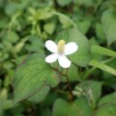 심호당한의원 이미지