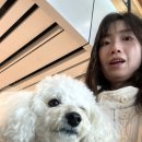 살구펫 | 제주도 애견동반 여행, 제주항공 펫멤버십 후기, 함덕 애견동반 고등어회 맛집 백록집