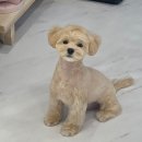 꽁꼼하개 이미지