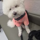 6/27 강아지 초음파 고수를 찾아서 2편- 24시 휴동물의료센터