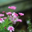 누구나 할 수 있는 연필·색연필화 성산교회 <한걸음> | 제주도 가볼만한곳-제주 허브동산 봄 여행 기대해~