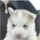 광주강아지분양 고양이분양 도로시펫 이미지