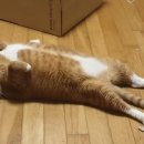 그루밍스토리 이미지