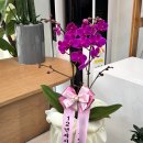 인천 승진 화분(구청, 학교) 당일 무료 배송 후기