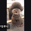 그루밍 루니 이미지