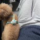 효효그루밍 이미지