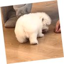 강아지사랑 | 의왕에서 만난 사랑스러운 강아지, 퍼피에몽 후기